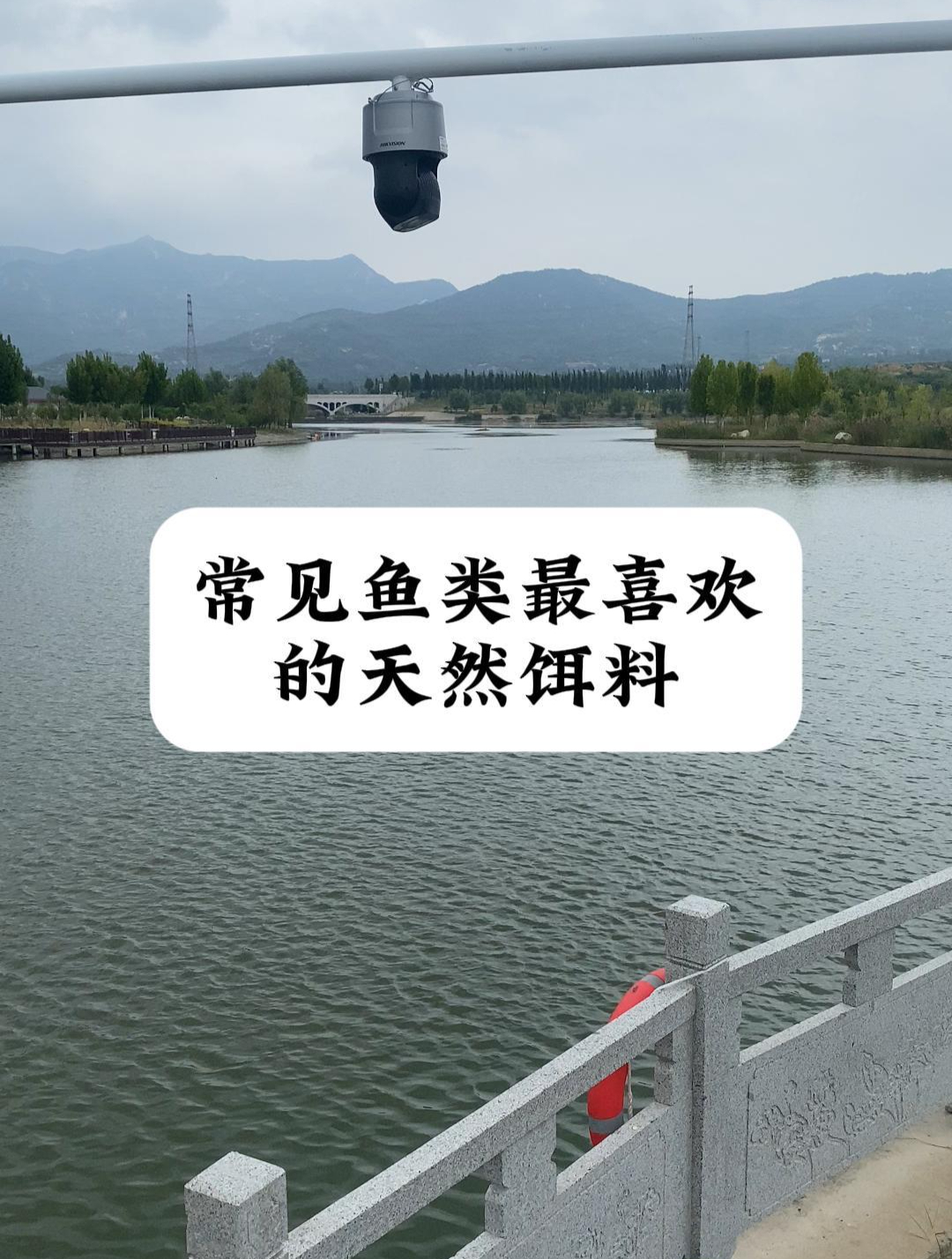 常见鱼类最喜欢的天然饵料,比商品饵好用10倍!