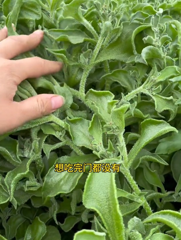 好种又好吃的四季冰菜,掐着吃长得快,一棵能长十几斤!