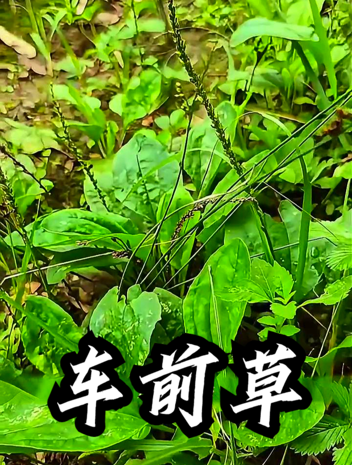 车前草也叫猪耳朵菜,那它泡茶饮用,可以让眼睛更明亮