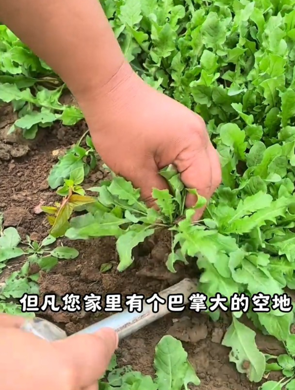 荠菜营养价值极高,现在种正适合,撒一把种子就活