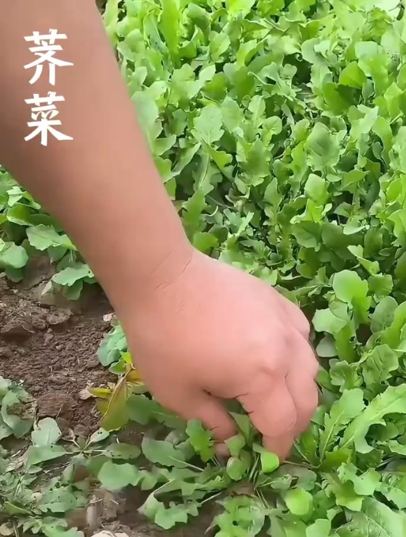 营养高用途广,撒籽浇水就长,荠菜现在正是种的好时候!