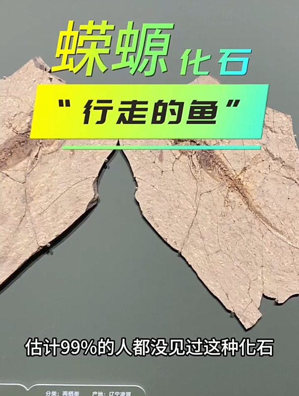 古生物化石:蝾螈化石,“行走的鱼”