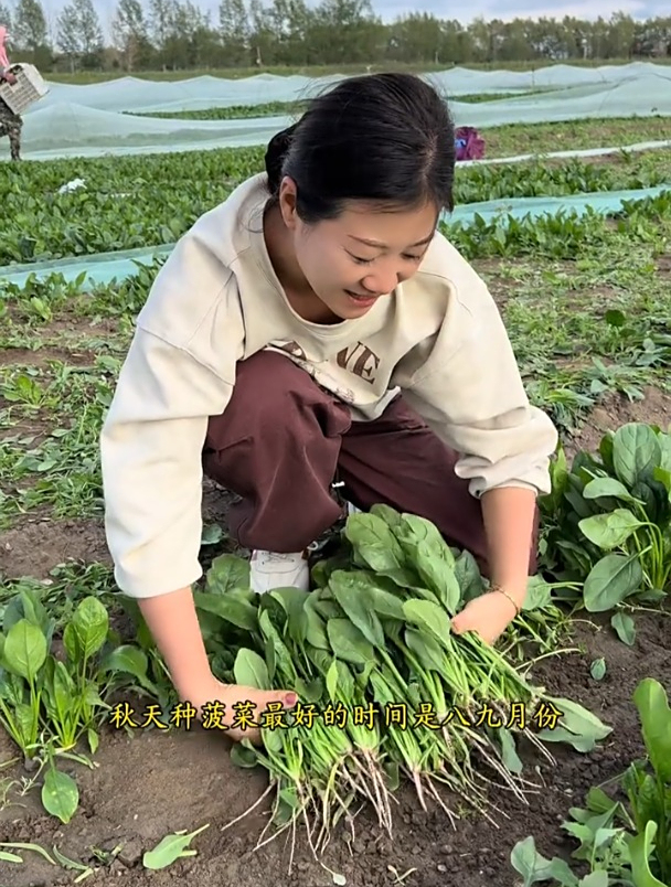 三步种秋菠菜,发芽特别快出苗非常齐,越长越旺!