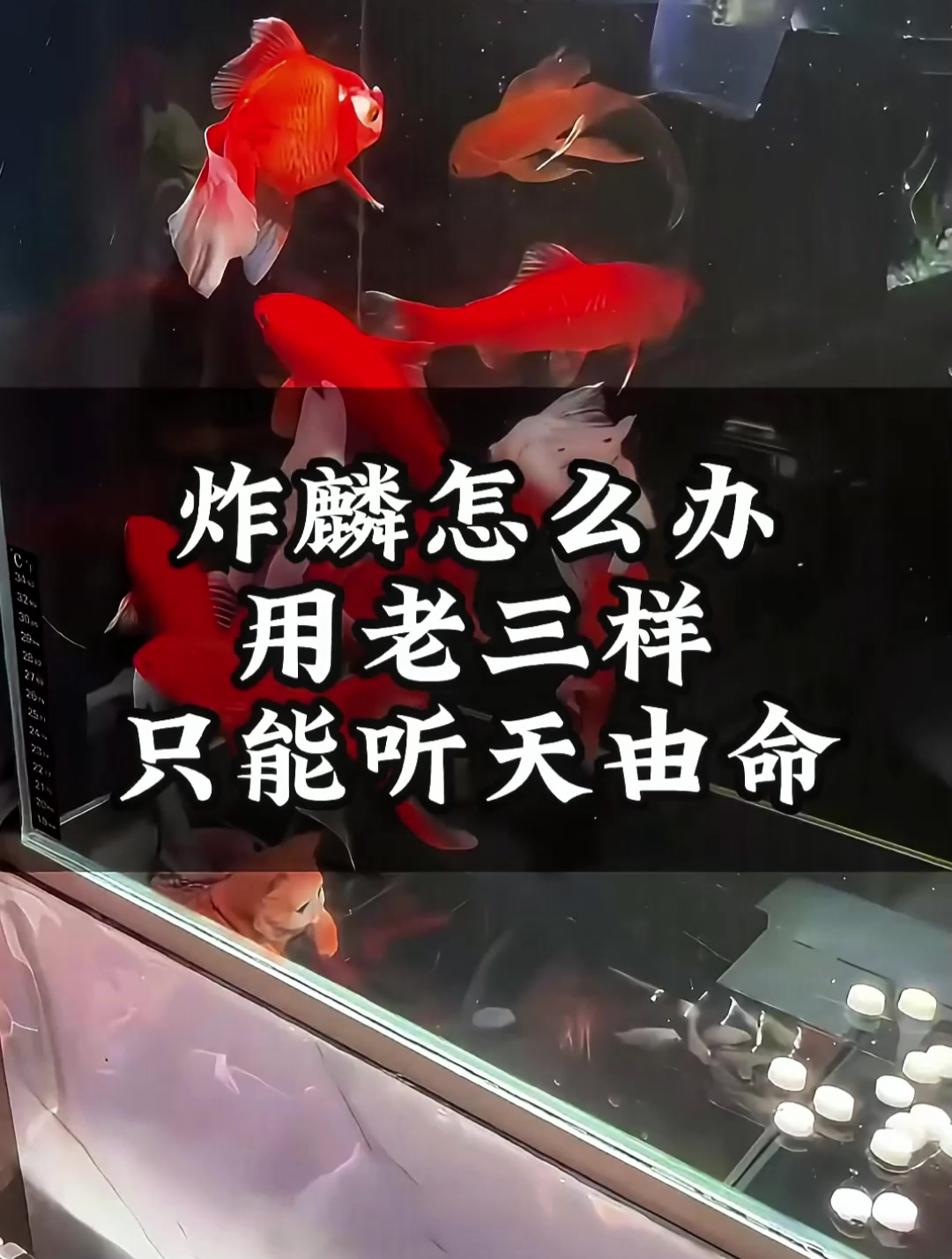 鱼儿炸鳞该怎么办?此状比挂掉更难受,好想挤一挤!