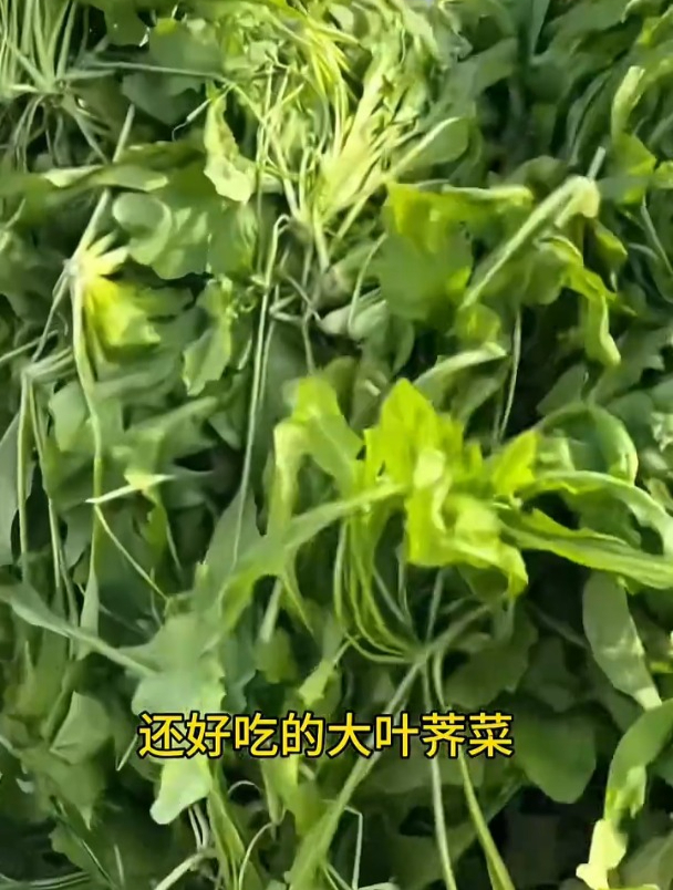 荠菜正当鲜!种子撒下去成片,一年比一年长的旺盛