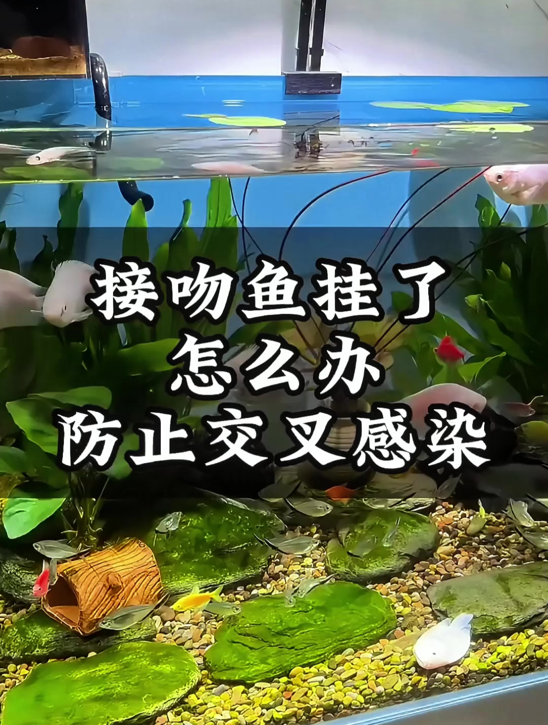 若观赏鱼烂腮、烧尾烂鳍该如何是好?