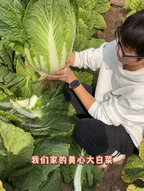 黄心大白菜好吃,不用育苗撒籽就长,种一次吃到来年春!