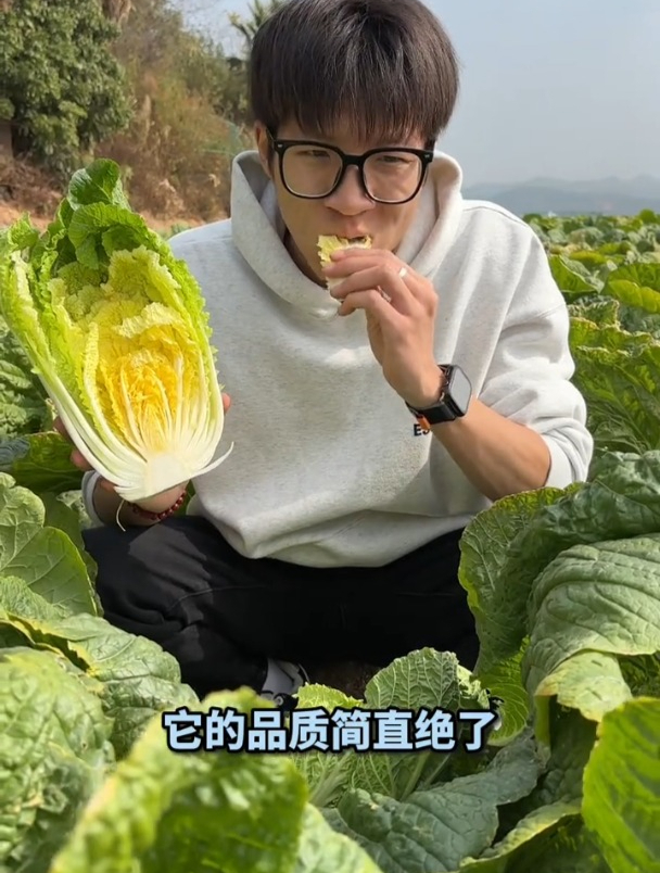 黄心白菜好吃,现在正是种的时候,不招虫不生病!