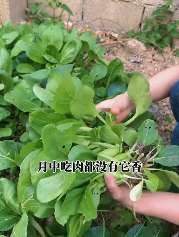 四季种的鸡毛菜,一把种子长一片,比豆腐还嫩!