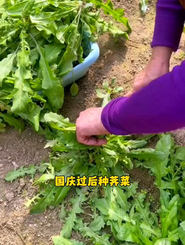 荠菜营养价值高,种植也简单,还能反复采收!