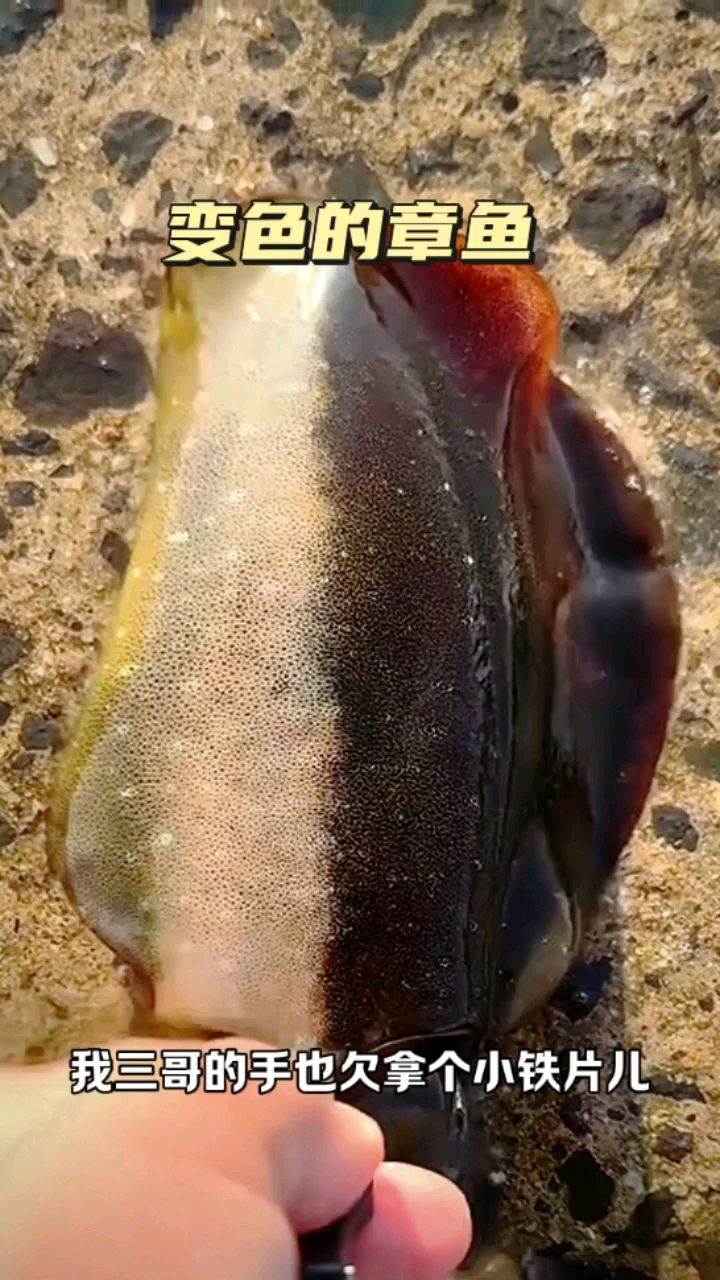 变色的章鱼,真大啊