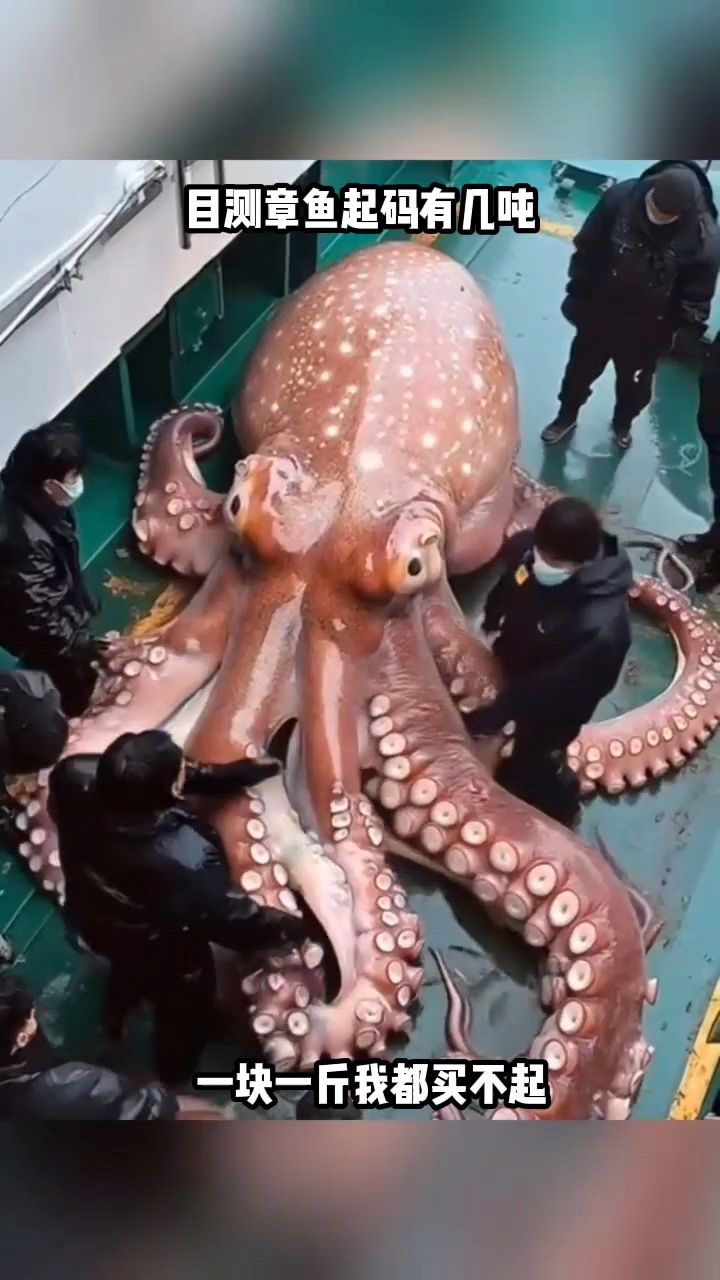 目测这章鱼起码得有几吨,颜色也很特别