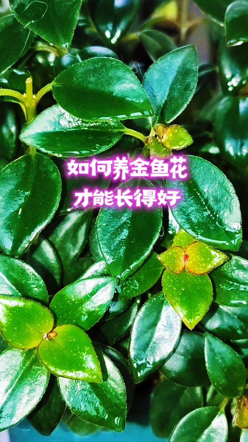 如何养金鱼花才能长得好?