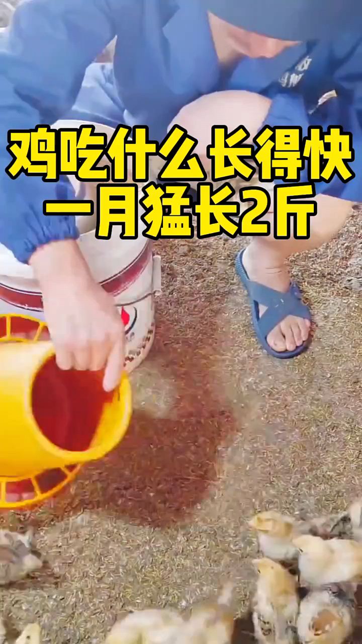 小鸡吃什么长得猛?