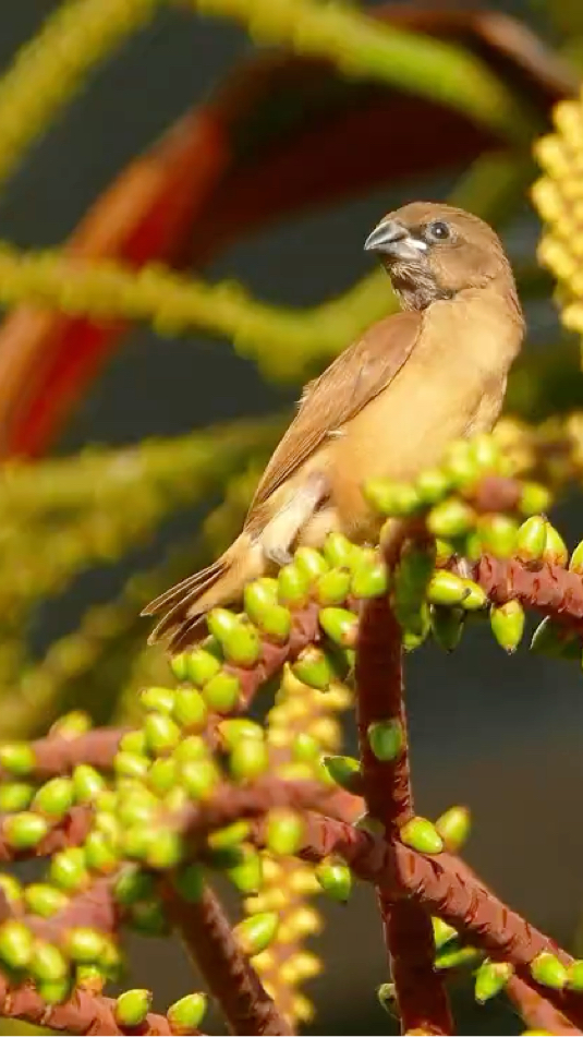 马来西亚斑纹鸟(原创拍摄)