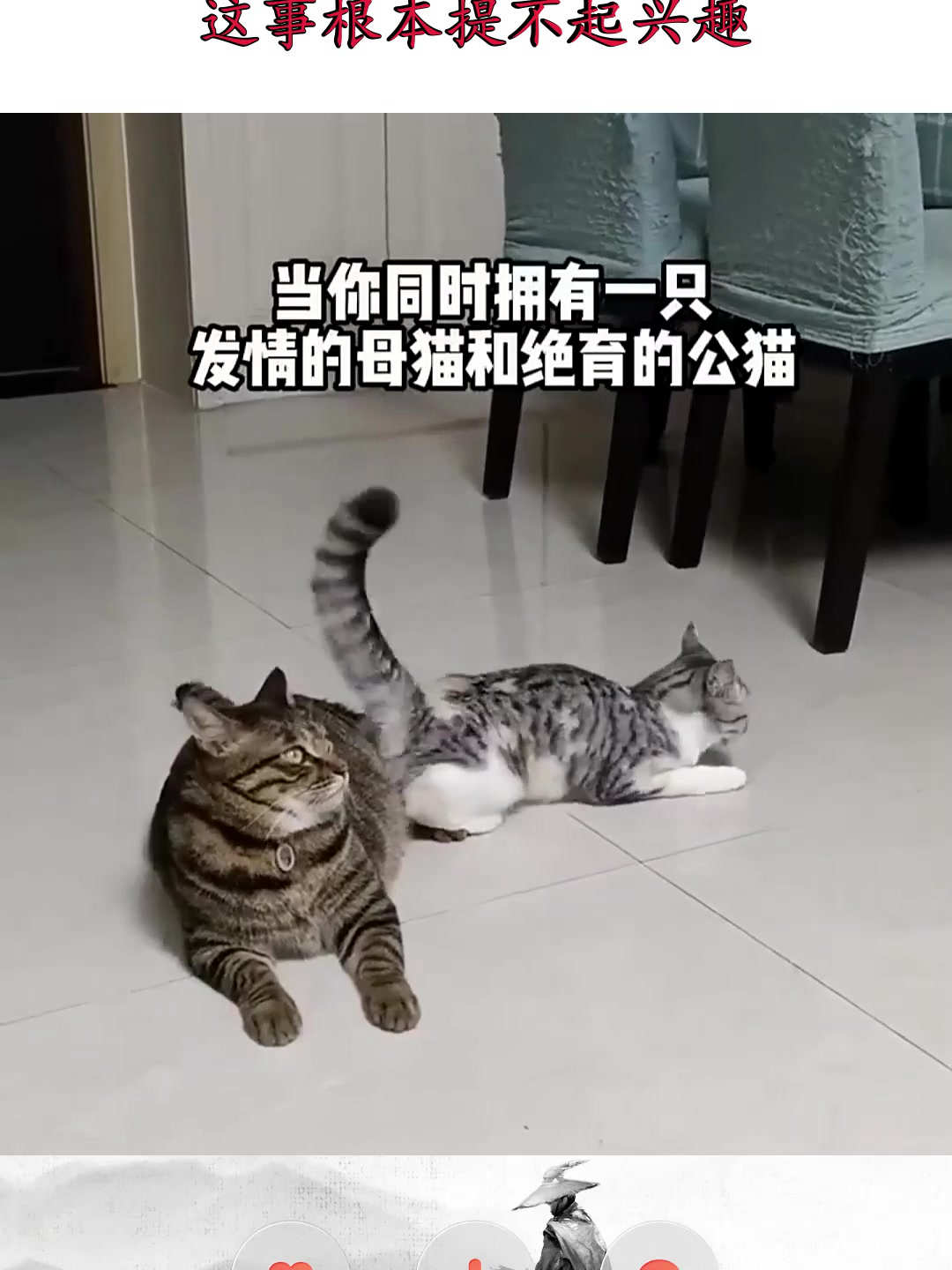 “发情”母猫遇绝育公猫,它犹如钢铁直男,这事根本提不起兴趣!