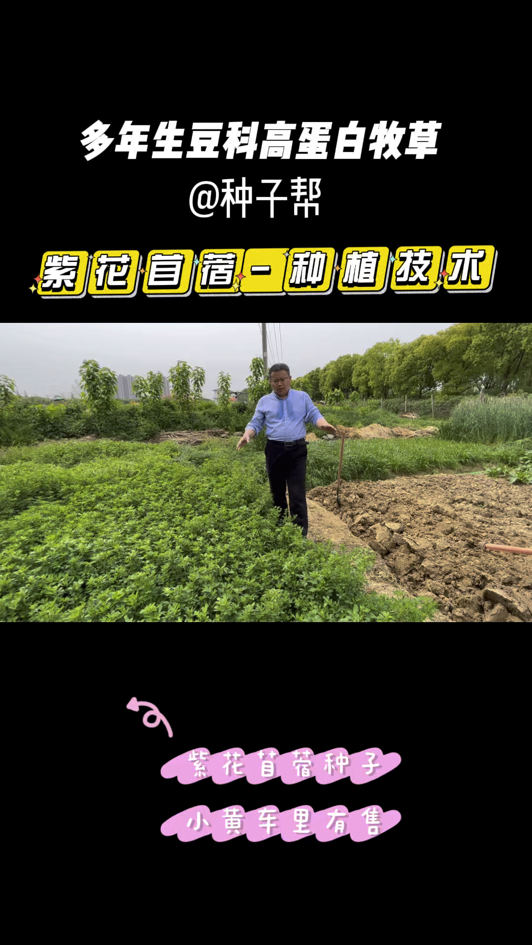 紫花苜蓿如何种植产量更高?满足这几点,产量高又能多年生长