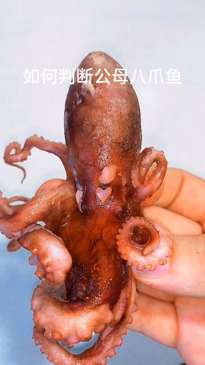 如何判断八爪鱼公母!