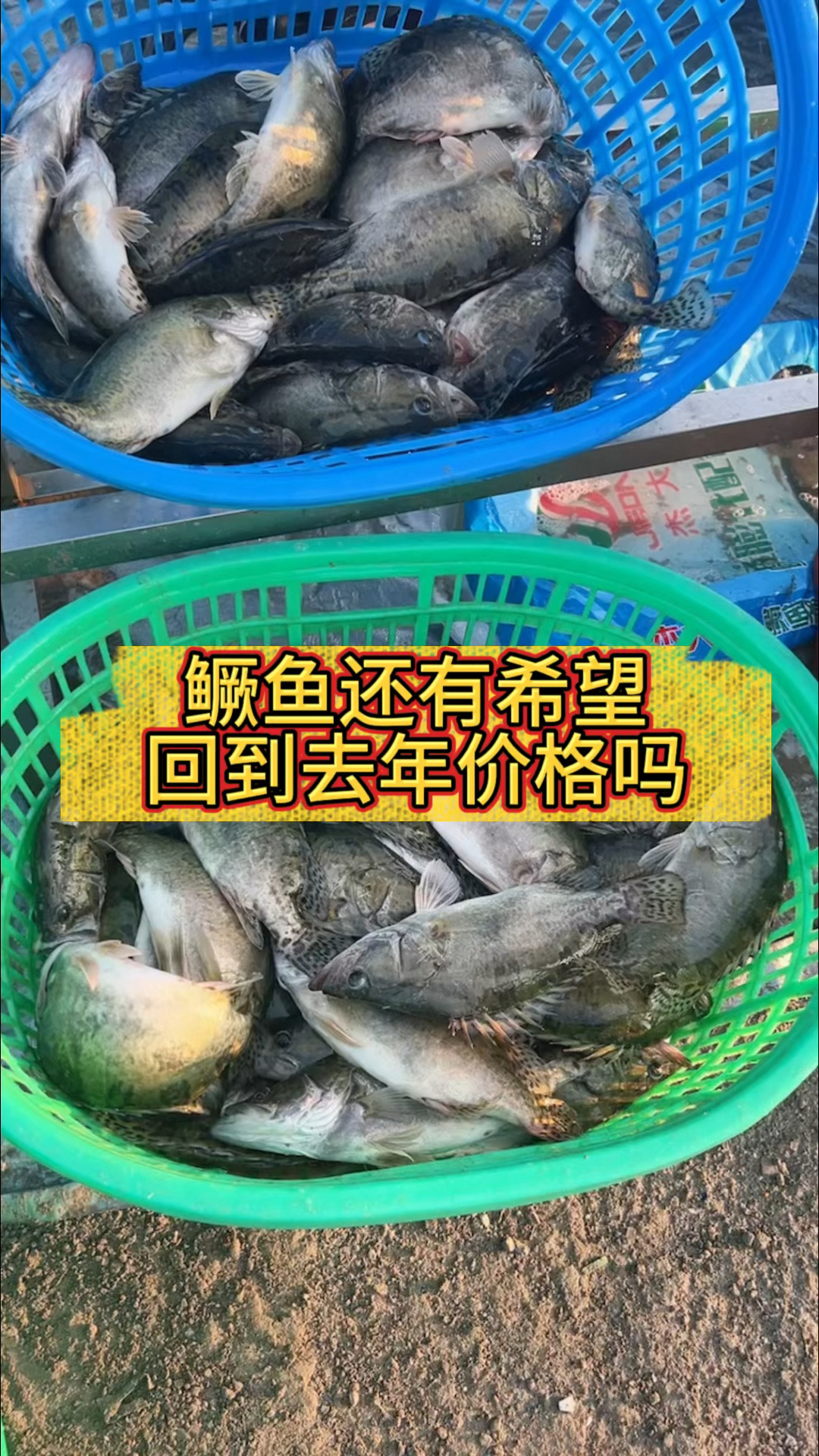 鳜鱼还有希望回到去年的价格吗