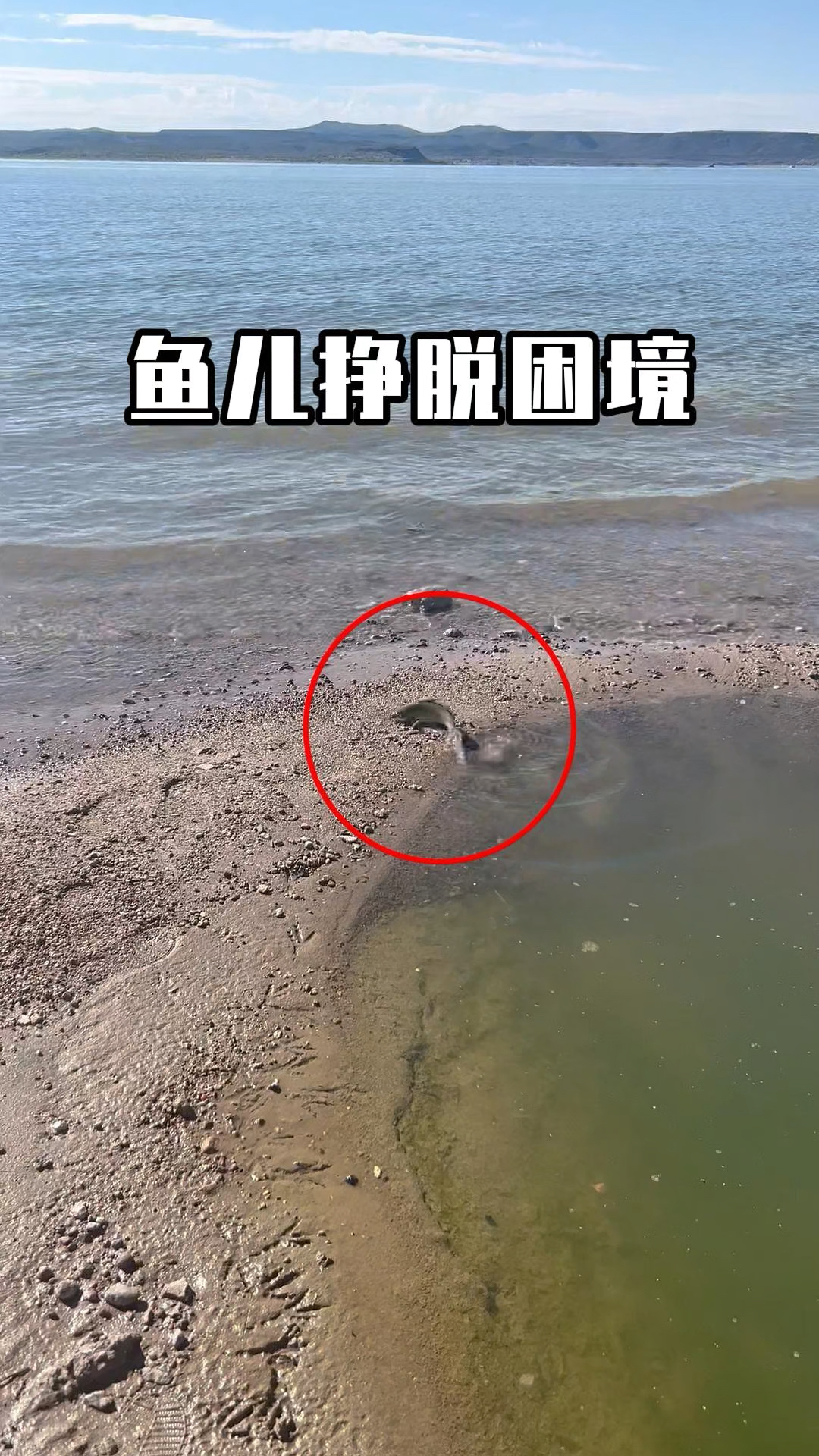 困在水潭里的鱼拼尽全力游向大海