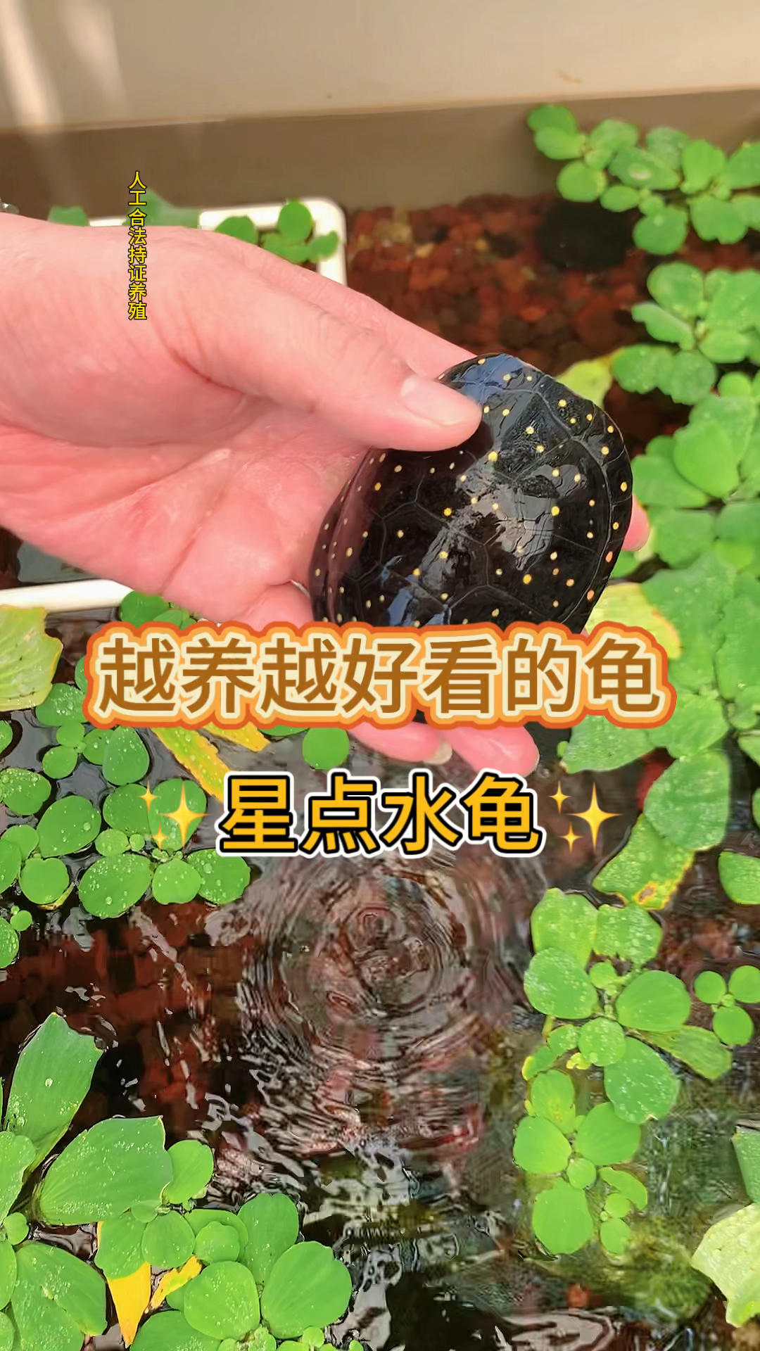 背上长满星星的龟!星点水龟!越养越好看的星点水龟!