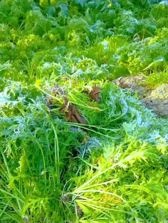 这5种超级耐寒的蔬菜,天气越冷种出来的蔬菜越好吃