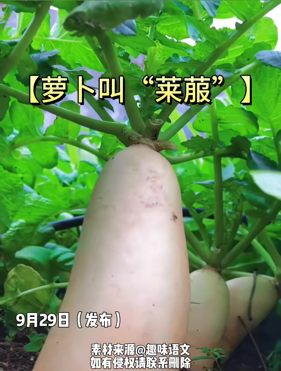 落苏、白崧、满天星、皇帝菜,原来我们吃的蔬菜还有不同的名字呢