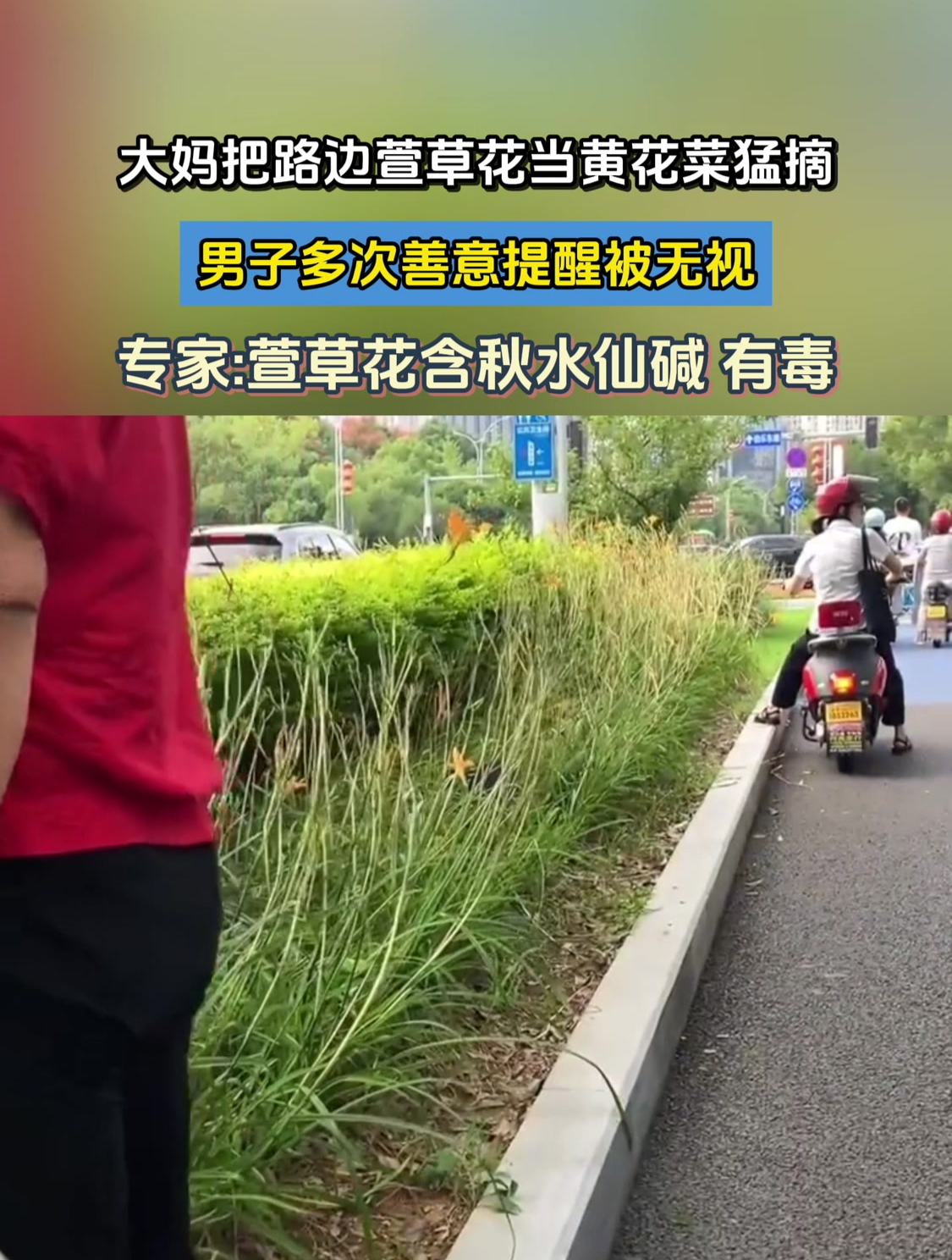 大妈把路边萱草花当黄花菜猛摘,男子多次善意提醒被无视