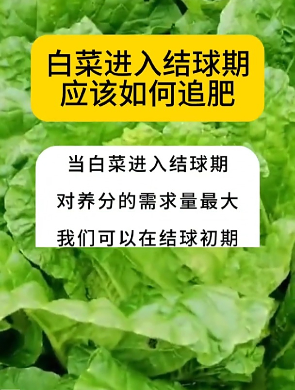 白菜结球期,施肥很重要!