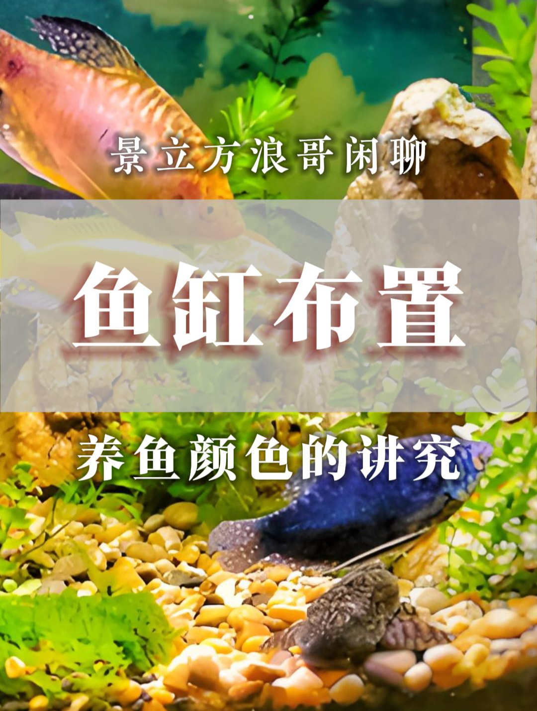 分析一下,风水学里对养鱼颜色的讲究!