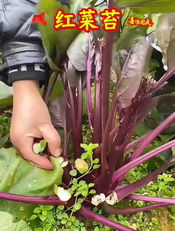 冬天适合种植红菜苔,那在家怎么种植它呢