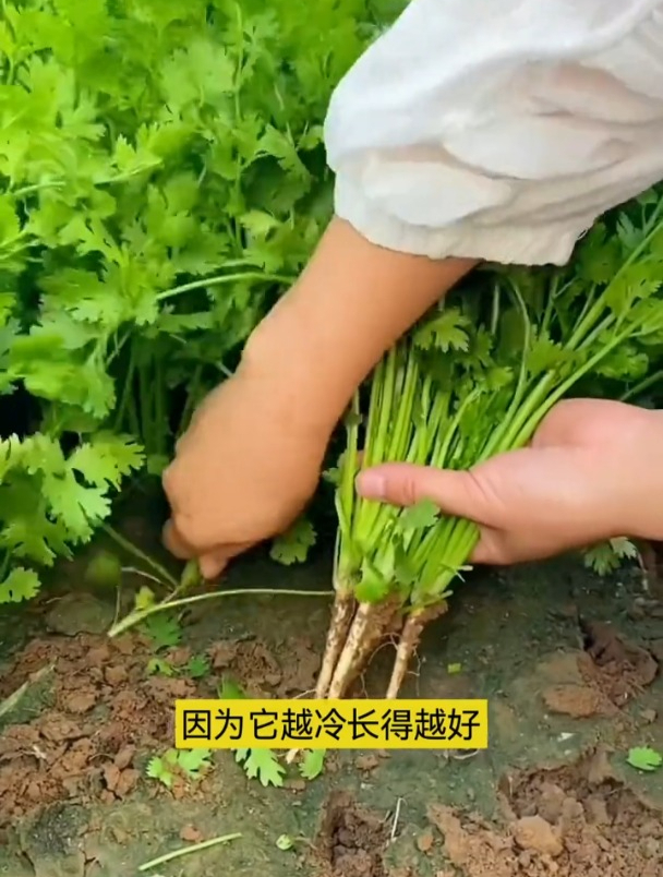 老品种大叶香菜,现在正是种的时候!