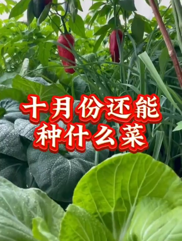 十月份适合种的耐寒蔬菜,撒籽就成活!