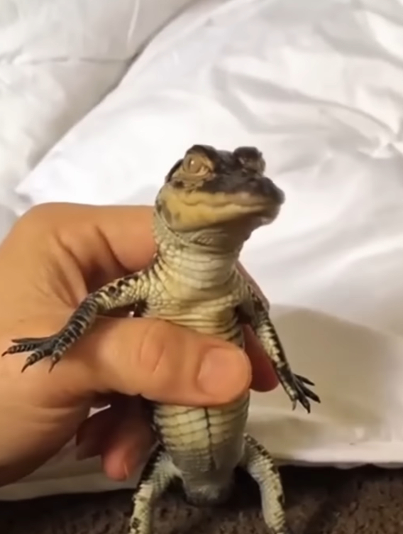 女孩捡到一只小鳄鱼,将它养大后放归野外,没想到它竟回来报恩