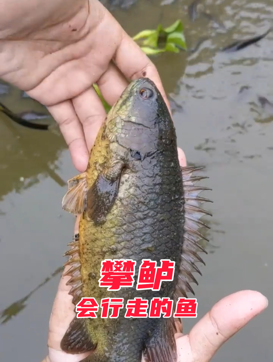 一种神奇的鱼,能翻山越岭,也能爬树