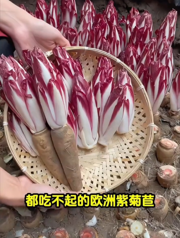 长着根的“娃娃菜”,外表紫色卖价高,很多老百姓都没吃过!