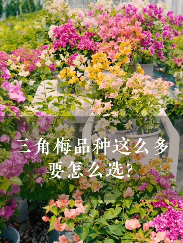三角梅品种这么多,要怎么选?