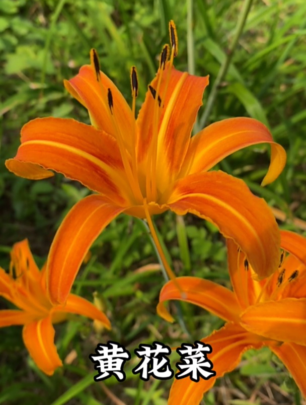 黄花菜和萱草是不是同一种植物呢?