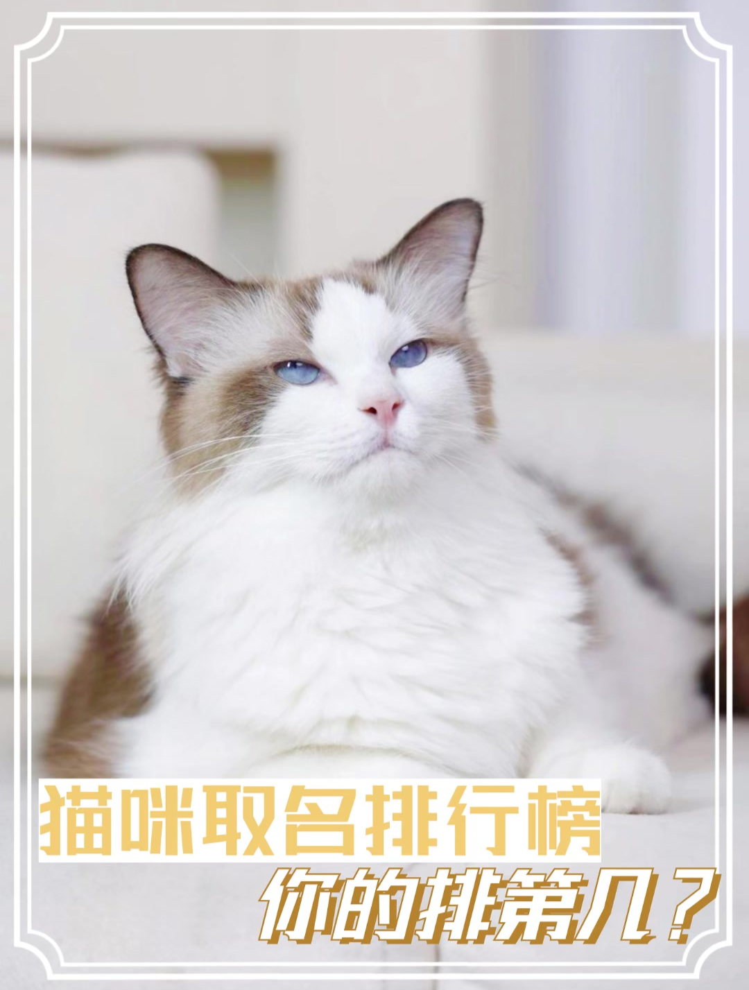 猫咪取名排行榜,你的排第几?