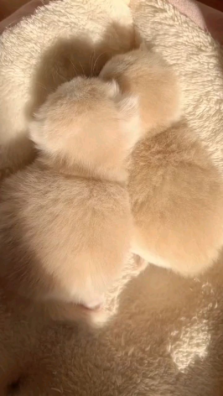 两只黄金小面包!