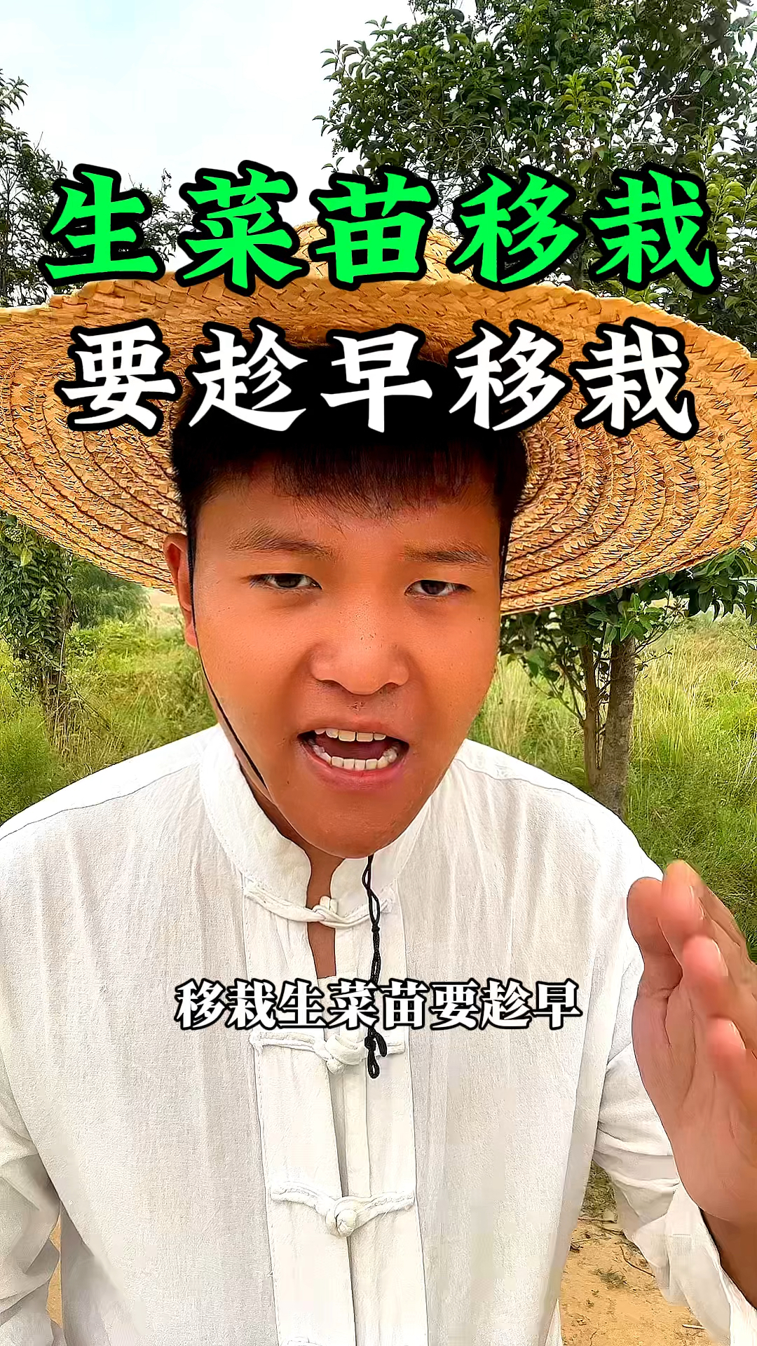 生菜苗移栽,苗子越小越容易,生菜种植移栽技巧