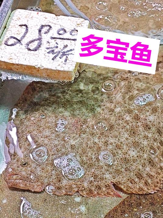 养殖海鱼,始终多宝最好,广州沙园市场