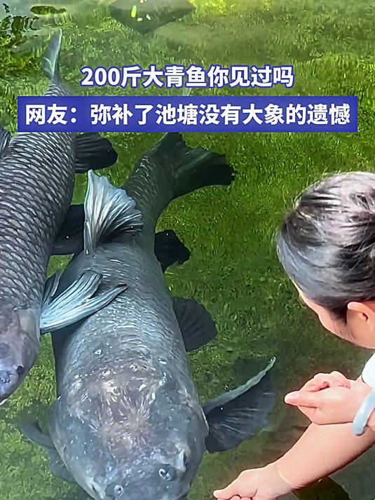 200斤大青鱼你见过吗 网友:弥补了池塘没有大象的遗憾#宝藏城市漫游记#