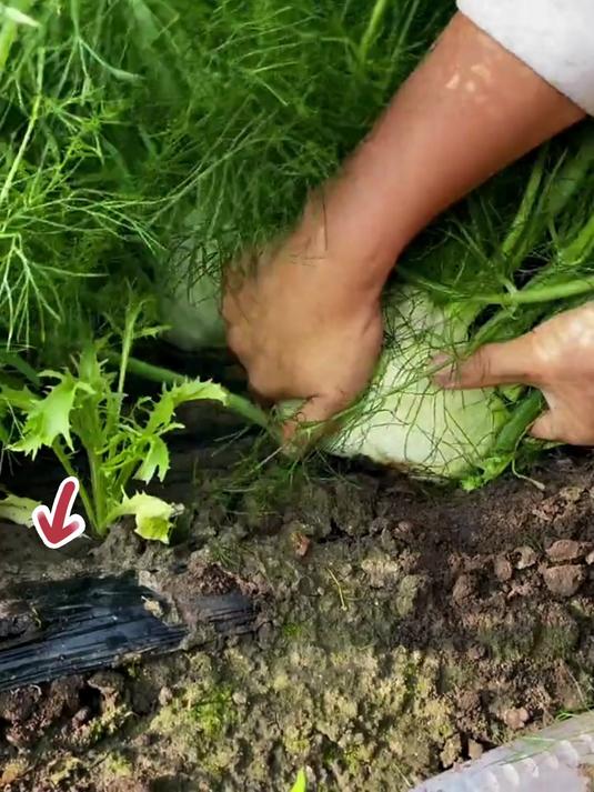 球茎茴香 是一款根茎叶都能吃的蔬菜,营养丰富