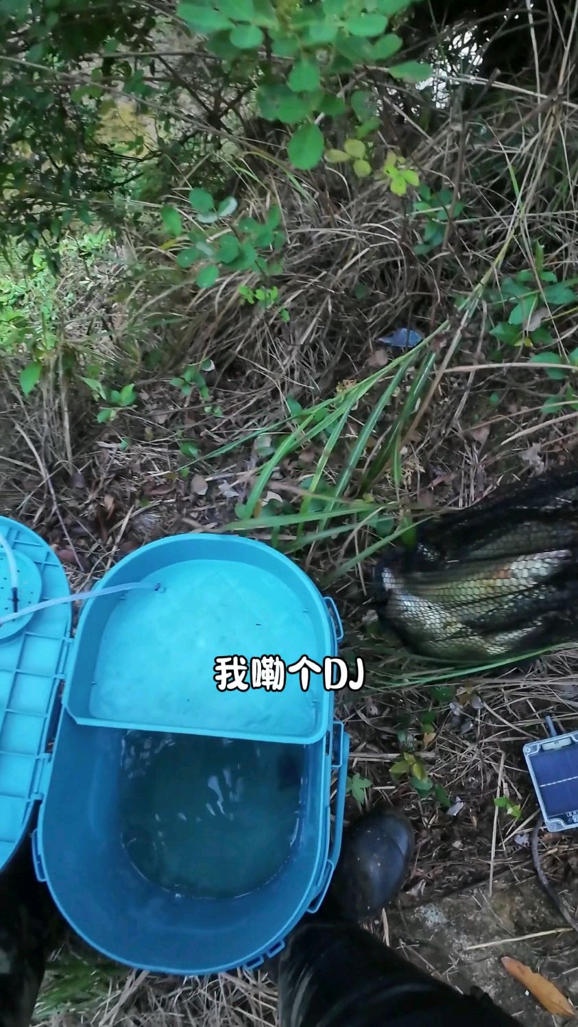鲈鱼小技巧!!!
