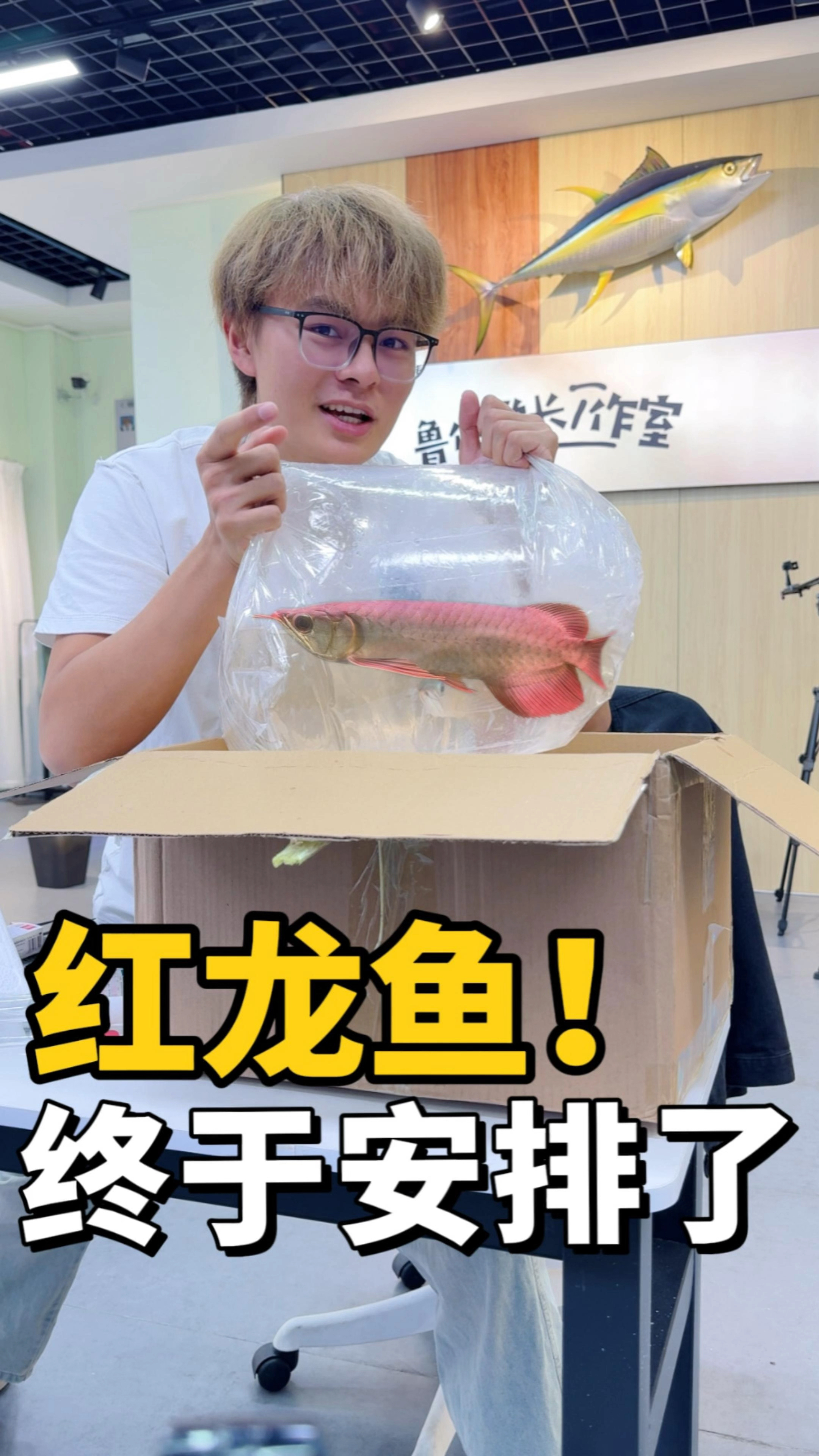 耗资四位数买的红龙鱼居然还带证书,你们觉得值吗?