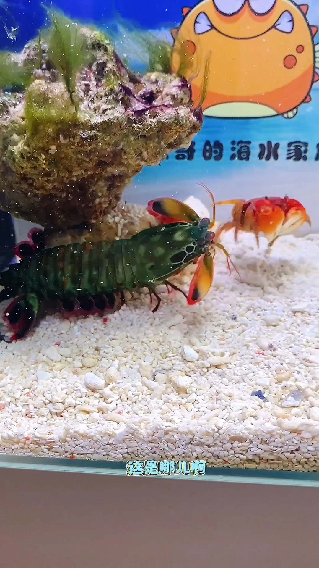 这个皮皮虾打的太狠了!