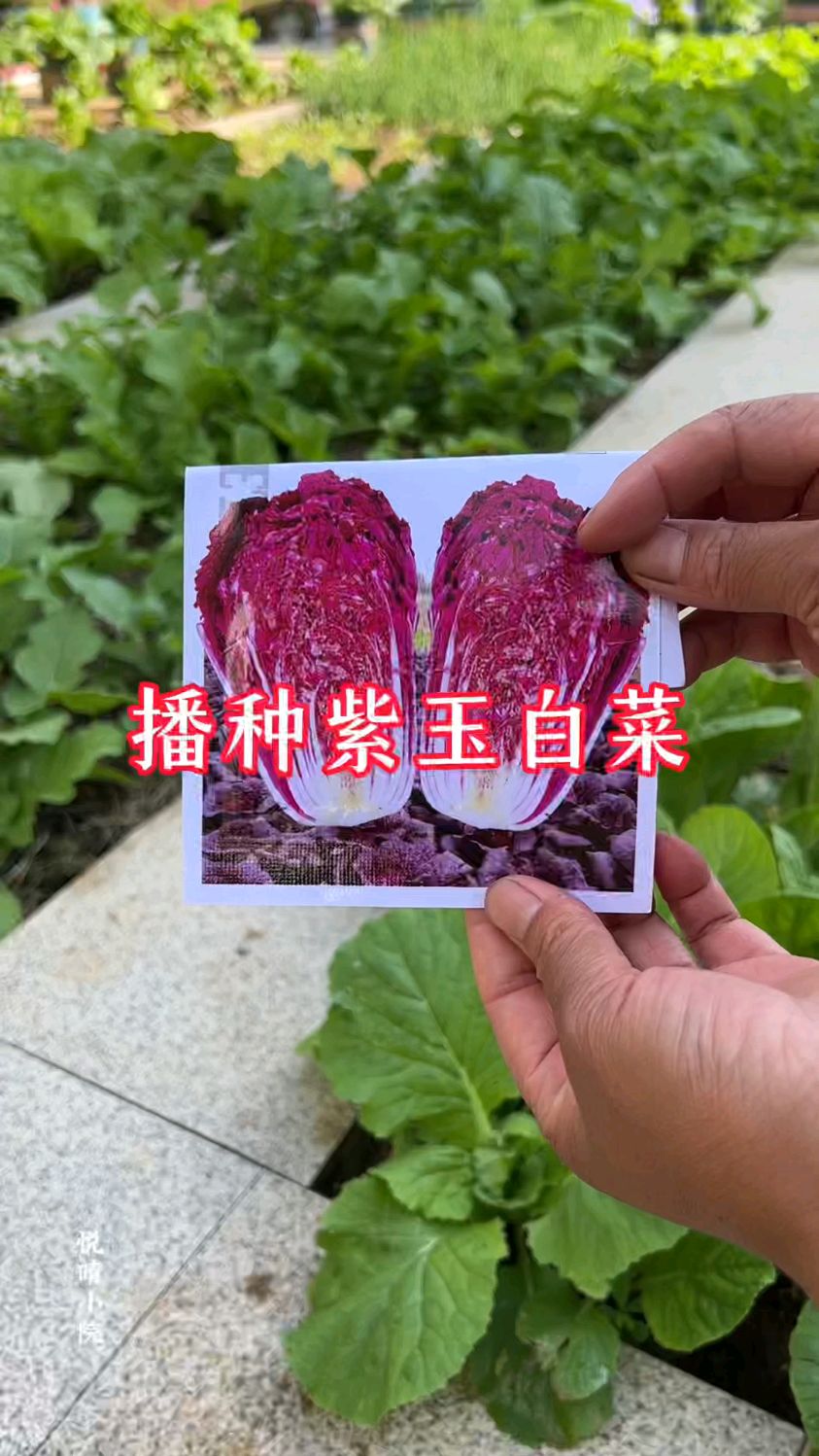 紫玉白菜播种育苗