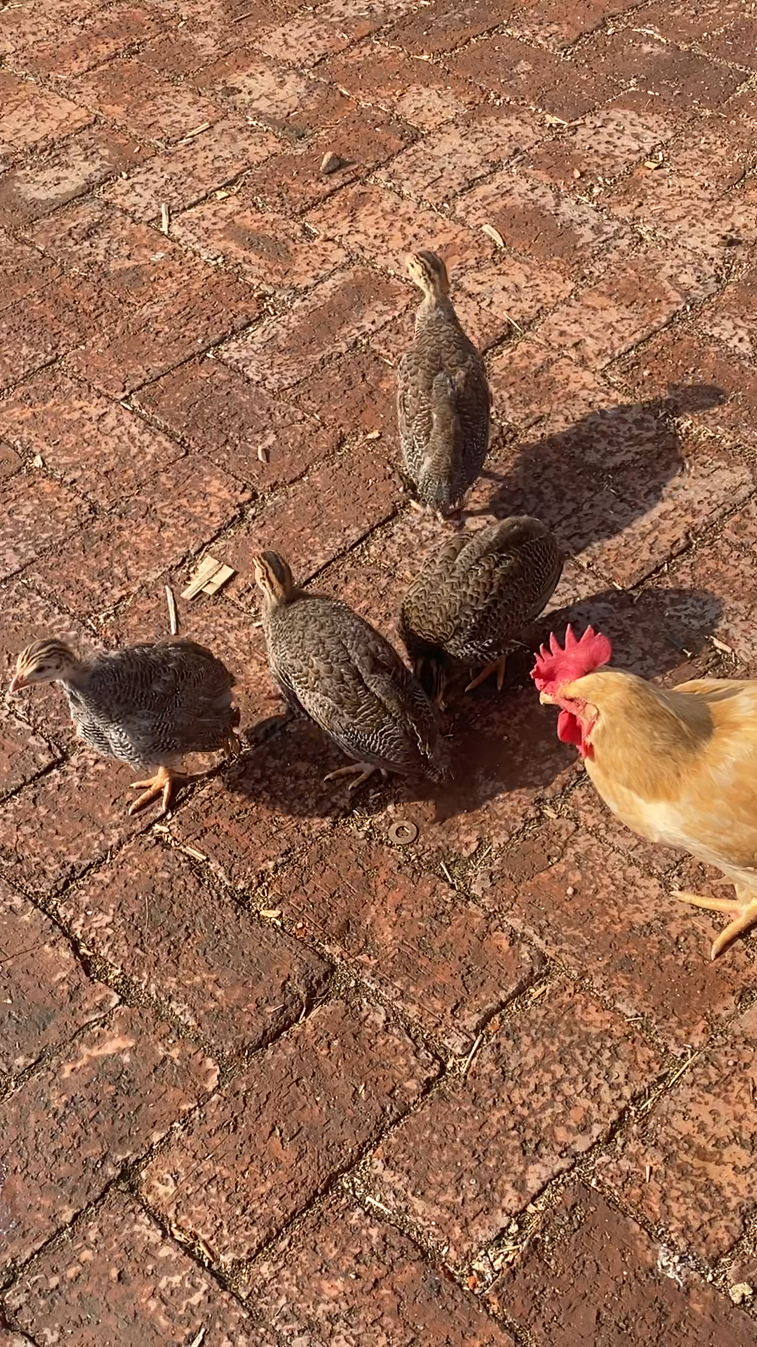 叽叽喳喳乱叫的珍珠鸡