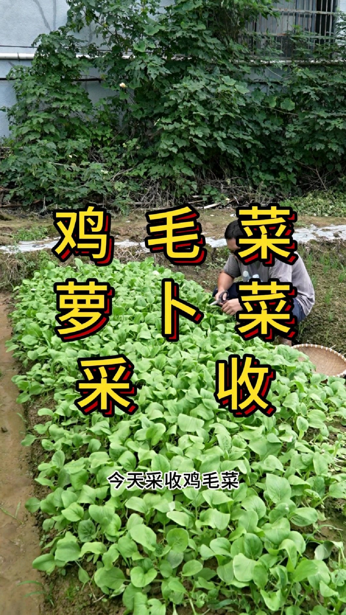 鸡毛菜种植后多少天可以采摘了